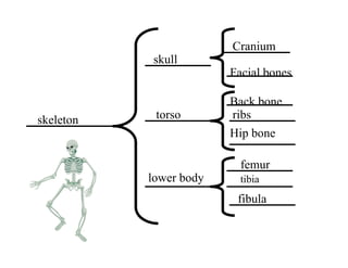 Cranium
           skull
                        Facial bones

                        Back bone
skeleton
 k l t      torso       ribs
                        Hip bone

                          femur
           lower body     tibia
                         fibula
 