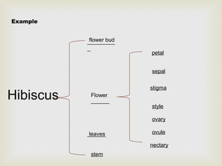 Example 
Hibiscus 
flower bud 
_________ 
_ 
Flower 
______ 
_le_a_v_e_s_ 
stem 
petal 
sepal 
stigma 
style 
ovary 
ovule 
nectary 
 