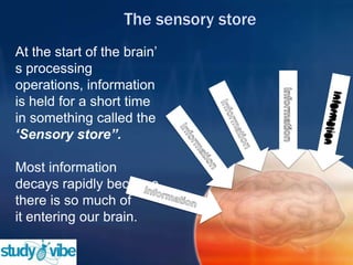 At the start of the brain‟
s processing
operations, information
is held for a short time
in something called the
‘Sensory store”.
Most information
decays rapidly because
there is so much of
it entering our brain.
 