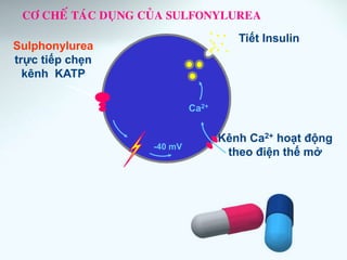 CÔ CHEÁ TAÙC DUÏNG CUÛA SULFONYLUREA
Ca2+
Sulphonylurea
trực tiếp chẹn
kênh KATP
-40 mV
Tiết Insulin
Kênh Ca2+ hoạt động
theo điện thế mở
 