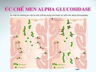 UÙC CHEÁ MEN ALPHA GLUCOSIDASE
 