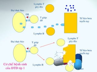 Cô cheá beänh sinh
cuûa ÑTÑ típ 1
Ñaïi thöïc baøo
Ñaïi thöïc baøo
DR
T giuùp
ñôõ
Lympho B
Lympho T
gaây ñoäc
Teá baøo beta
tuyeán tuïy
Lympho B
T giuùp
ñôõ
Lympho T
gaây ñoäc
Teá baøo beta
tuyeán tuïy
T Killer
 