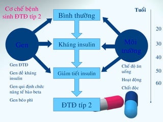 Cô cheá beänh
sinh ÑTÑ típ 2 Bình thöôøng
Khaùng insulin
Giaûm tieát insulin
ÑTÑ típ 2
Gen
Gen ÑTÑ
Gen ñeà khaùng
insulin
Gen qui ñònh chöùc
naêng teá baøo beta
Gen beùo phì
Cheá ñoä aên
uoáng
Hoaït ñoäng
Chaát ñoäc
30
50
40
60
20
Tuoåi
Moâi
tröôøng
 