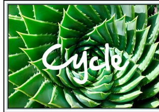 Cycle  

 