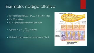 Exemplo: código olfativo
 N = 1000 glomérulos (PHebb = 0.14 N = 140)
 P = 50 padrões
 Q = 3 padrões itinerantes por odor
 Odores = 𝐶 =
𝑃!
𝑃−𝑄 !𝑄!
= 19600
 Distinção de odores em humanos ≈ 20 mil
 