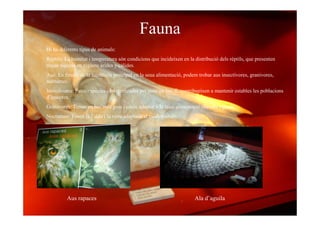 Desert de les Palmes (07/08)  Ivan