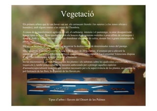 Desert de les Palmes (07/08)  Ivan