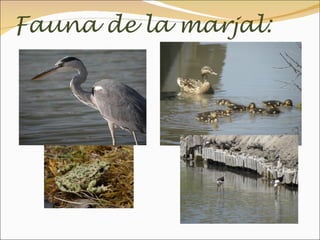 Fauna de la marjal:
 