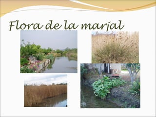 Flora de la marjal
 
