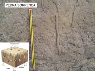 PEDRA SORRENCA

 