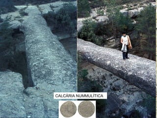 CALCÀRIA NUMMULÍTICA

 