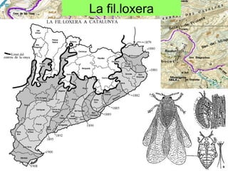 La fil.loxera

 