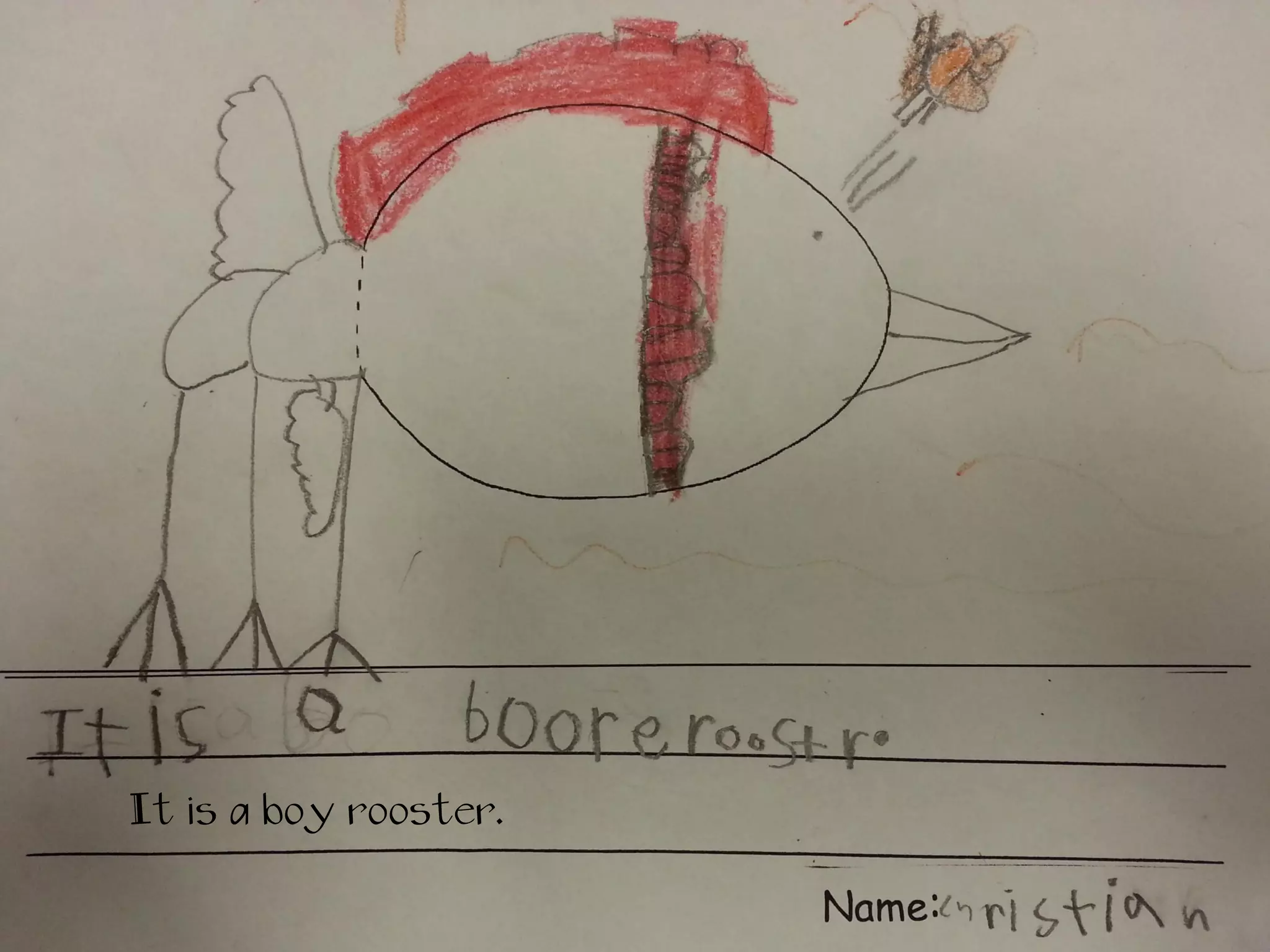 It is a boy rooster.
 