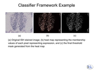 Classifier Framework Example (a) Original ISH stained image; (b) heat map representing the membership  values of each pixel representing expression, and (c) the final threshold  mask generated from the heat map 