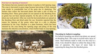 Post harvest ripening of mustard
The farmers harvests mustard crop before it reaches to full ripening stage.
The crop is harvested in green stage because harvesting of fully matured
crop results in considerable loss of the grain due to shattering. The
farmers then collect the harvested plants and make a pile of these on
threshing floor. These green plants are not spread on the threshing floor,
as grains has not been ripened properly. So the pile is left as such for
about one week period. After one week the harvested plants are spread on
the threshing floor and dried under the sun. Scientists reported that the
reason for ripening of the grains when kept in a pile is ethylene
production by the crop. Ethylene is a plant hormone, which has been
released by the crop during the ripening stage and piling of the crop
increases the ethylene concentration, which further helps in crop ripening.
Threshing by bullock trampling:
For bullock trampling sun dried crop plants are spread
on thrashing floor. This crop is covered with a layer of
straw. Then bullocks made to walk over the crop in a
circle. Care should be taken to collect the dung at the
time of operation. The layer of straw help in
separating the dung from the threshed grains.
Bhuvana N, Ph.D Student 18
 