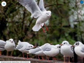 16
Joining the Community | Susanne Nilsson | 2014 | CC BY-SA 2.0
 