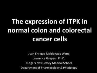 The expression of ITPK in
normal colon and colorectal
cancer cells
Juan Enrique Maldonado Weng
Lawrence Gaspers, Ph.D.
Rutgers New Jersey Medical School
Department of Pharmacology & Physiology
 