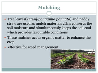 Mulching
 Tree leaves(karanj-pongamia ponnata) and paddy
straw are used as mulch materials .This conservs the
soil moisture and simultaneously keeps the soil cool
which provides favourable conditions
 These mulches act as organic matter to enhance the
crop.
 effective for weed management.
 