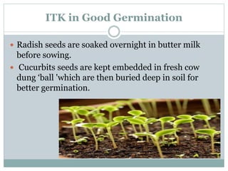 ITK in Good Germination
 Radish seeds are soaked overnight in butter milk
before sowing.
 Cucurbits seeds are kept embedded in fresh cow
dung ‘ball 'which are then buried deep in soil for
better germination.
 