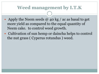 Weed management by I.T.K
 Apply the Neem seeds @ 40 kg / ac as basal to get
more yield as compared to the equal quantity of
Neem cake. to control weed growth.
 Cultivation of sun hemp or daincha helps to control
the nut grass ( Cyperus rotundus ) weed.
 