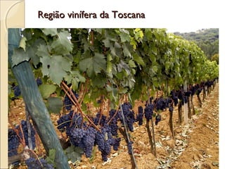 Região vinífera da ToscanaRegião vinífera da Toscana
 