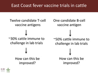 East Coast fever—Outlook for a new vaccine 