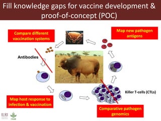 East Coast fever—Outlook for a new vaccine 