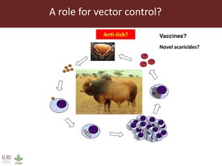 East Coast fever—Outlook for a new vaccine 