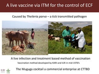 East Coast fever—Outlook for a new vaccine 