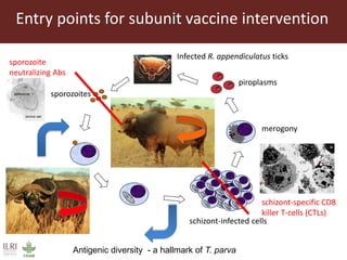 East Coast fever—Outlook for a new vaccine 