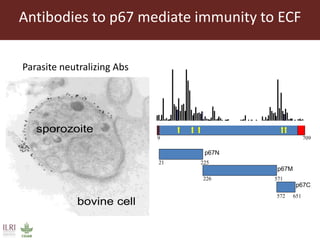 East Coast fever—Outlook for a new vaccine 