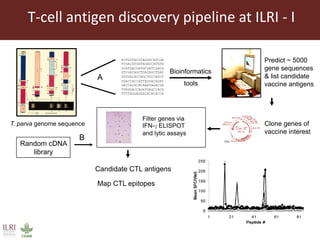 East Coast fever—Outlook for a new vaccine 