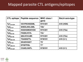 East Coast fever—Outlook for a new vaccine 