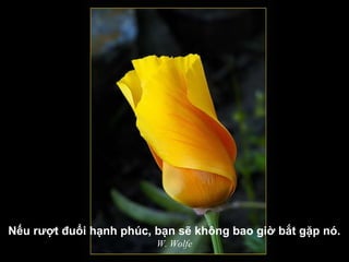 Nếu rượt đuổi hạnh phúc, bạn sẽ không bao giờ bắt gặp nó.
W. Wolfe
 
