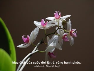 Mục đích của cuộc đời là trải rộng hạnh phúc.
Maharishi Mahesh Yogi
 