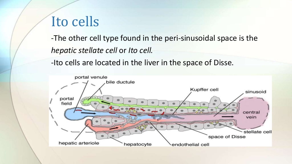 Ito cells