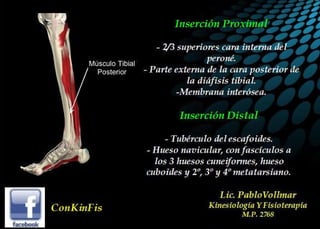 Insuficiencia Tibial Posterior