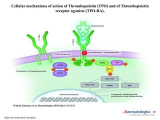 Cellular mechanisms of action of Thrombopoietin (TPO) and of Thrombopoietin
receptor agonists (TPO-RA).
Waleed Ghanima et al. Haematologica 2019;104:1112-1123
©2019 by Ferrata Storti Foundation
 