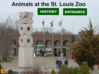 Animals at the St. Louis Zoo
HISTORY ENTRANCE
 