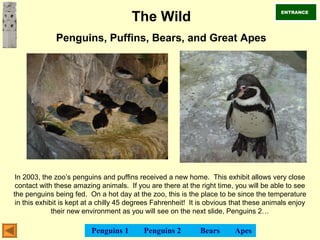 The Wild
Penguins, Puffins, Bears, and Great Apes
In 2003, the zoo’s penguins and puffins received a new home. This exhibit allows very close
contact with these amazing animals. If you are there at the right time, you will be able to see
the penguins being fed. On a hot day at the zoo, this is the place to be since the temperature
in this exhibit is kept at a chilly 45 degrees Fahrenheit! It is obvious that these animals enjoy
their new environment as you will see on the next slide, Penguins 2…
ENTRANCE
Penguins 1 Penguins 2 Bears Apes
 