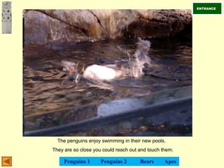 The penguins enjoy swimming in their new pools.
They are so close you could reach out and touch them.
ENTRANCE
Penguins 1 Penguins 2 Bears Apes
 
