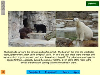 The bear pits surround the penguin and puffin exhibit. The bears in this area are spectacled
bears, grizzly bears, black bears and polar bears. In all of the bear areas there are trees and
rocks to climb, toys to play with, and a pool area for cooling off. The polar bear area’s pool is
cooled for them, especially during the summer months. Even some of the rocks in the
exhibit are fakes with cooling systems contained in them.
ENTRANCE
Penguins 1 Penguins 2 Bears Apes
 