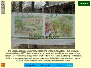 The Great Apes area in currently closed and under construction. This area was
improved in the 1980’s from areas of huge cages with metal bars to a more natural
habitat. Since that time, the gorillas have had both indoor and outdoor space to roam,
but the chimpanzees and orangutans have been limited to indoor quarters. Now, in
2005, all of the apes will have both indoor and outdoor space.
ENTRANCE
Penguins 1 Penguins 2 Bears Apes
 