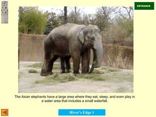 The Asian elephants have a large area where they eat, sleep, and even play in
a water area that includes a small waterfall.
ENTRANCE
River’s Edge 1
 