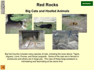 Red Rocks
Big Cats and Hoofed Animals
Big Cat Country includes many species of cats, including the ones above: Tigers,
Jaguars, Lions, Pumas, and Snow Leopards. Some of the cats are in fenced in
enclosures and others are in large pits. The view of these large predators is
intimidating and fascinating at the same time.
ENTRANCE
 