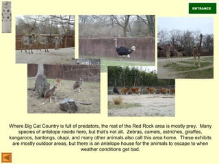 Where Big Cat Country is full of predators, the rest of the Red Rock area is mostly prey. Many
species of antelope reside here, but that’s not all. Zebras, camels, ostriches, giraffes,
kangaroos, bantengs, okapi, and many other animals also call this area home. These exhibits
are mostly outdoor areas, but there is an antelope house for the animals to escape to when
weather conditions get bad.
ENTRANCE
 