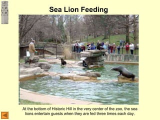 Sea Lion Feeding
At the bottom of Historic Hill in the very center of the zoo, the sea
lions entertain guests when they are fed three times each day.
 