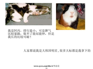 我是阿丙，排行最小，可是脾气 比较暴躁，做不了能屈能伸，但是 我长的比较可耐 ! 人家都说我是大韩国明星 , 很多大标都是我拿下的 