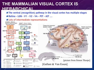 THE MAMMALIAN VISUAL CORTEX IS
HIERARCHICAL
 