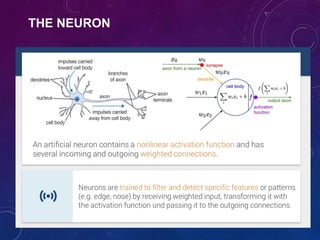 THE NEURON
 